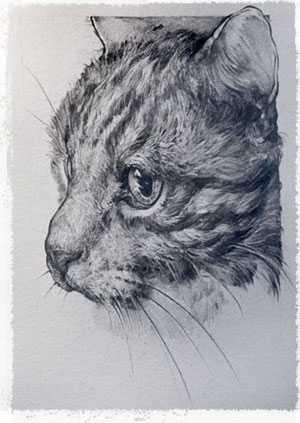 pencil sketch of a cat's head